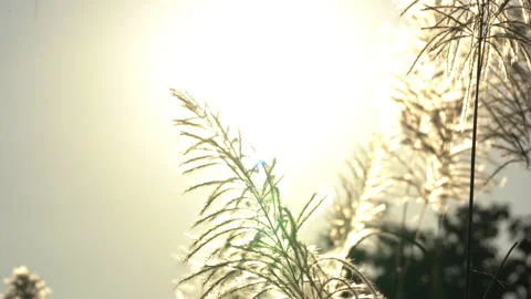 Flower grass motion on windy on bright light sun on daytime background Stock Footage 145648993