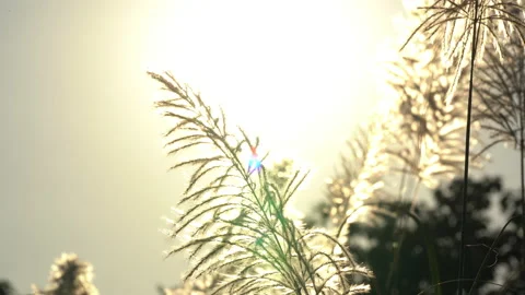 Flower grass motion on windy on bright light sun on daytime background Video stock 145649135