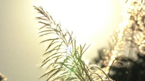 Flower grass motion on windy on bright light sun on daytime background Stock Footage 145649332