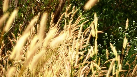 Flower grass movement Stock Footage 99541656