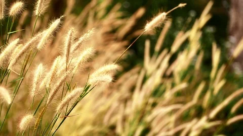 Flower grass movement Stock Footage 99542039