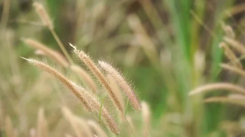 Flower Grass movement from Wind in field. Stock Footage 83650220