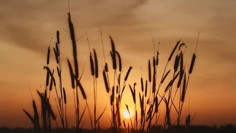 Flower grass movement wind sunset background Stock Footage 119832409