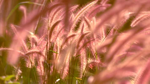 Flower grass in pasture on sunlight  库存影片 147146299
