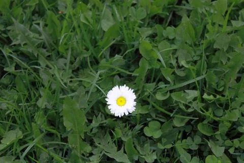 Flower in the grass Stock Photos