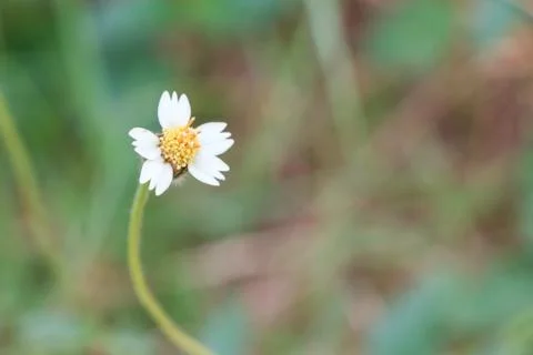 Flower of grass Stock Photos