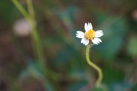 Flower of grass Stock Photos