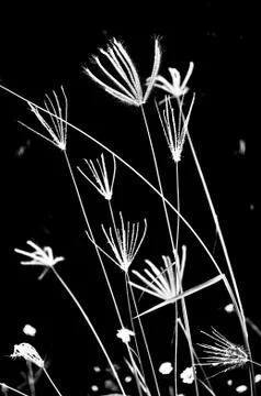 Flower of grass Stock Photos