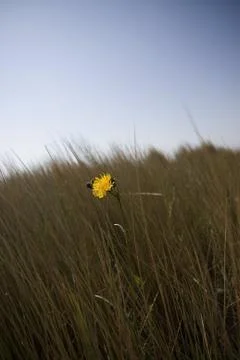 Flower in grass Stock Photos
