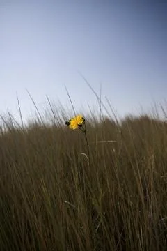 Flower in grass Stock Photos
