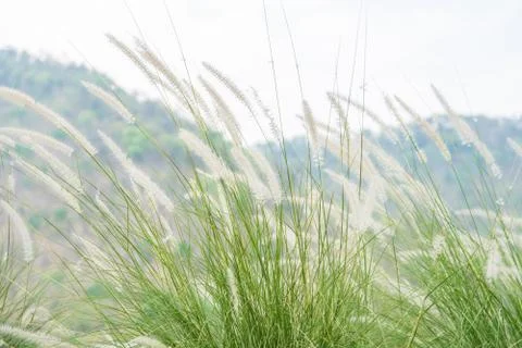 The flower of grass Stock Photos
