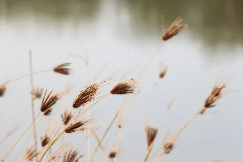 Flower grass Stock Photos