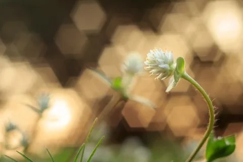Flower grass Stock Photos