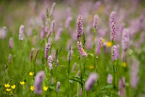 Flower of grass Stock Photos