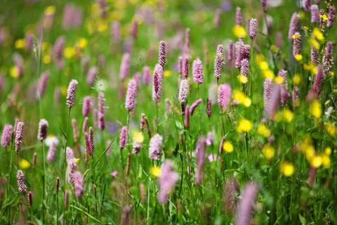 Flower of grass Stock Photos