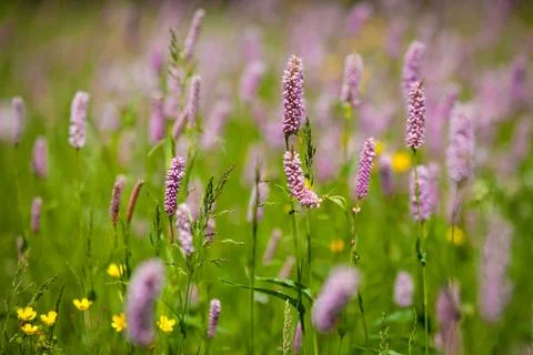 Flower of grass Stock Photos