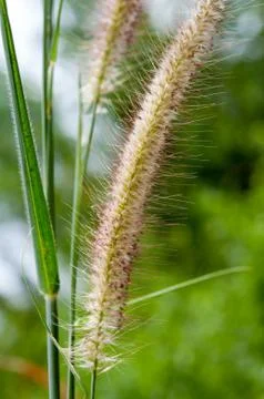 Flower of grass Fotos de archivo