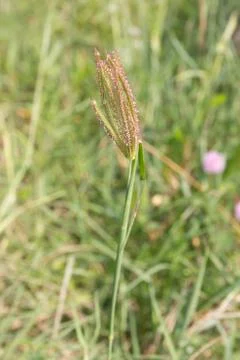 Flower grass Stock Photos