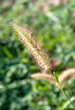 Flower of grass Stock Photos