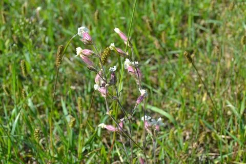 Flower in the grass Stock Photos