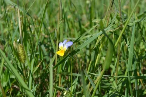 Flower in the grass 库存照片