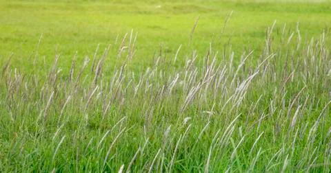 Flower of grass Stock-Fotos