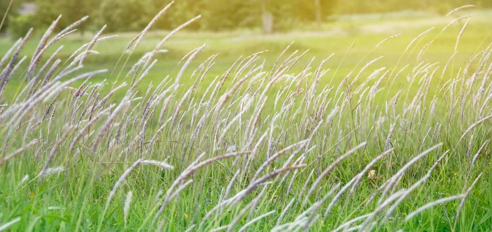 Flower of grass Stock Photos