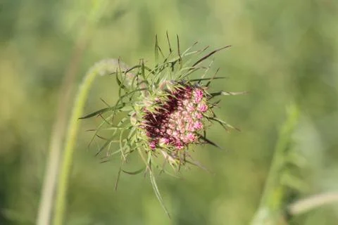 Flower in grass Stock Photos