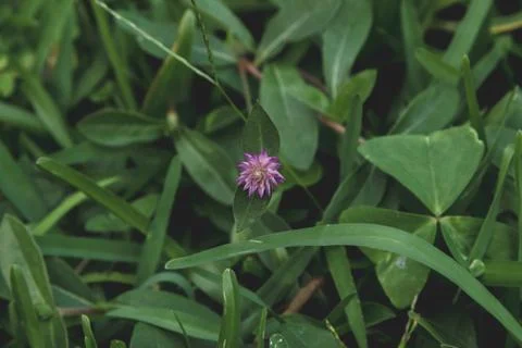 Flower in the grass 스톡 사진