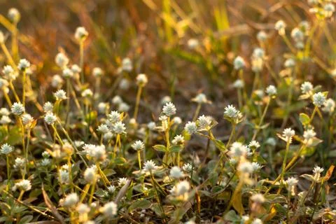 Flower of grass. Stock Photos