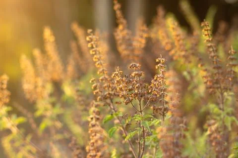 Flower of grass. Stock Photos