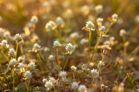 Flower of grass. Stock-Fotos