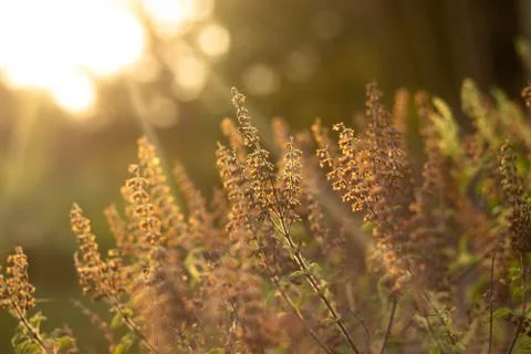 Flower of grass. Stock-Fotos