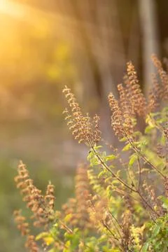 Flower of grass. Stock Photos