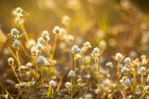 Flower of grass. Stock Photos