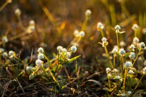 Flower of grass. Fotos Stock