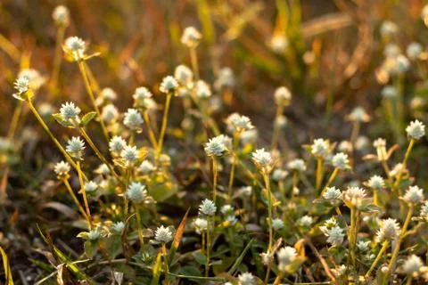 Flower of grass. Stock-Fotos