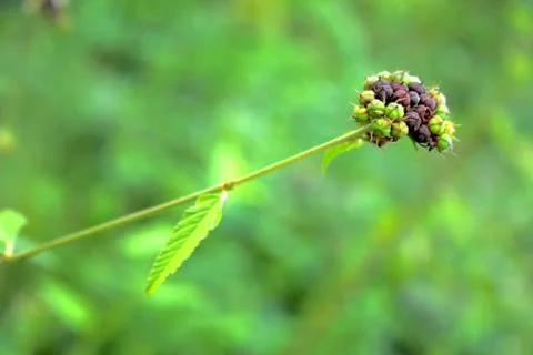 Flower of grass Stock Photos