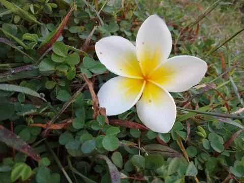 Flower in the grass Stock Photos