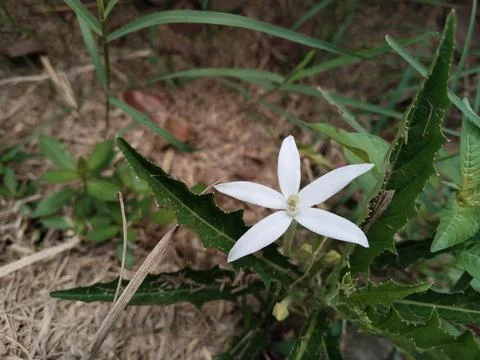 Flower on the grass Stock Photos