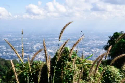 Flower grass sky background Stock Photos