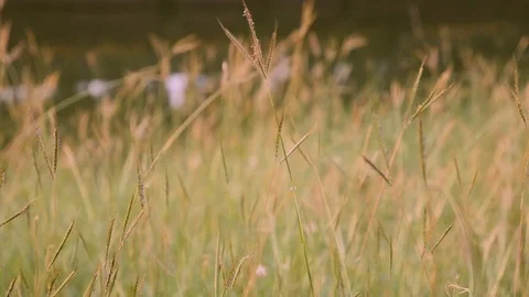 Flower Grass slow Motion Wind Blowing Video stock 120545890
