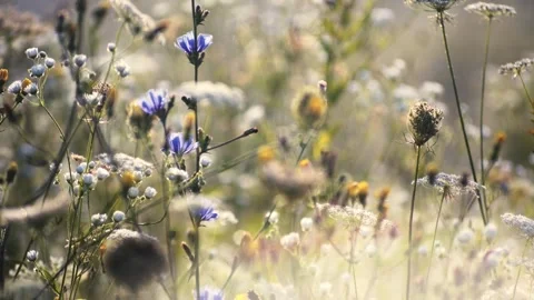Flower grass in spring time Stockbeeldmateriaal 272619996