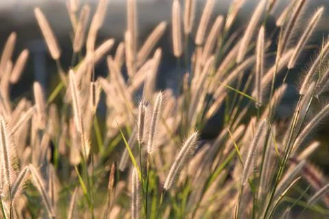 Flower grass with sunlight Stock Photos