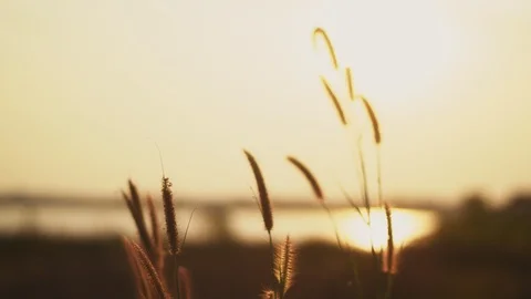 Flower grass sunset background Stock Footage 119835697