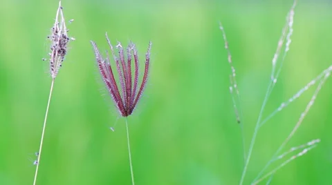 Flower grass waving Stock Footage 36244185