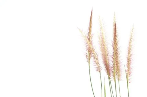 Flower grass on white background Stockfoto's