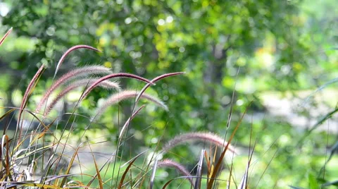 Flower of grass in the wind. HD Stock-Footage 42219029
