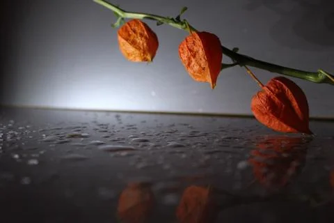 Flower on a gray background Stock Photos