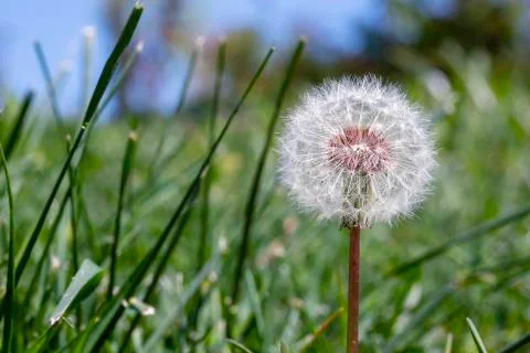 Flower on green background Stock Photos